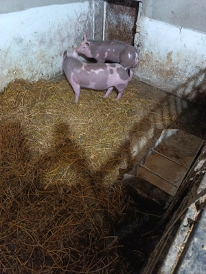 Purcei Pietrain pur - imagine 3