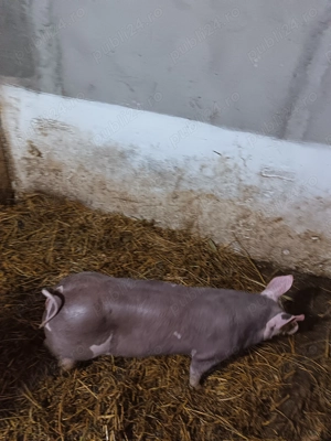 Scrofițe pietrain belgian pur - imagine 2