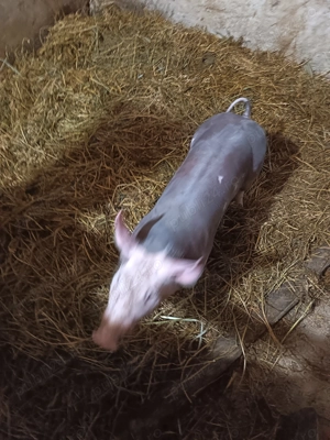 Purcei Pietrain pur - imagine 5