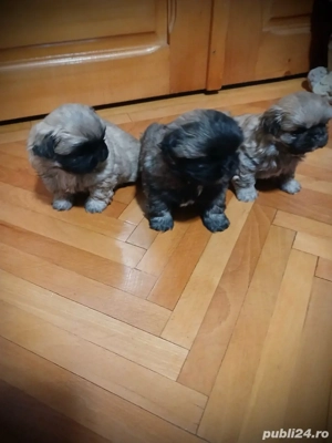 pui pekingnesse imperial - imagine 4