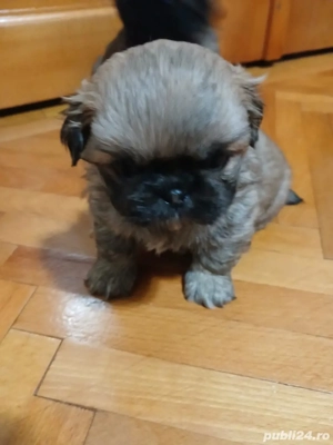 pui pekingnesse imperial - imagine 5