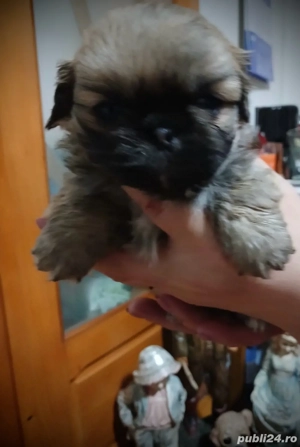 pui pekingnesse imperial