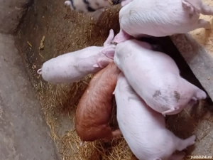 purcei de vânzare  - imagine 3