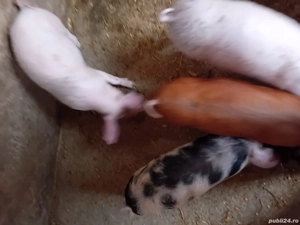 purcei de vânzare  - imagine 2