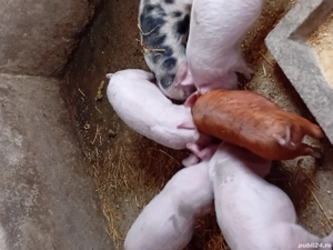 purcei de vânzare  - imagine 4