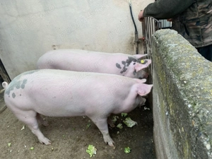 Porci de vânzare 