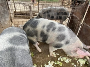 Porci de vânzare  - imagine 2