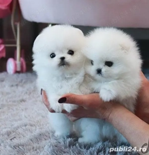 Pomeranian mini toy