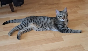 Ofer spre adoptie - imagine 2