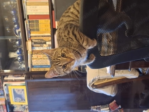 Ofer spre adoptie - imagine 3