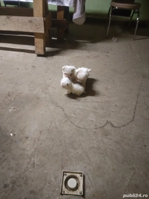 bishon havanez 3 fetite - imagine 2