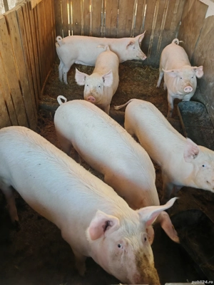 scrofite marele alb cu landrace  - imagine 2