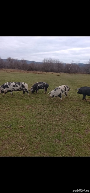 Porci Petrean de carne  - imagine 2