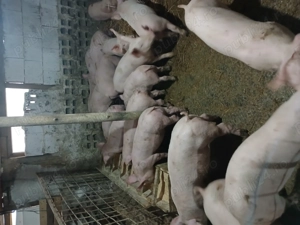 Purcei rasa de carne landras duroc marele alb - imagine 3