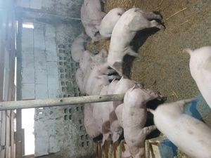 Purcei rasa de carne landras duroc marele alb - imagine 2