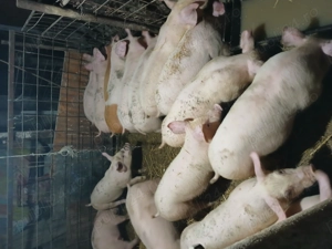 Purcei castrați si scrofite  - imagine 4