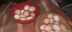 vând  ouă  de la găini țărănești 