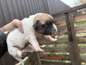 4 catelusi Schnauzer pitic german cauta familii iubitoare - imagine 2