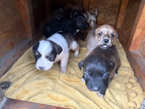 4 catelusi Schnauzer pitic german cauta familii iubitoare - imagine 3