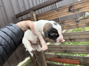 4 catelusi Schnauzer pitic german cauta familii iubitoare - imagine 4