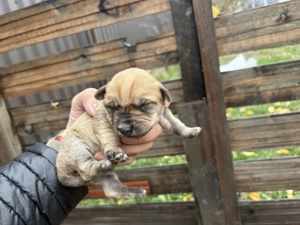 4 catelusi Schnauzer pitic german cauta familii iubitoare - imagine 5