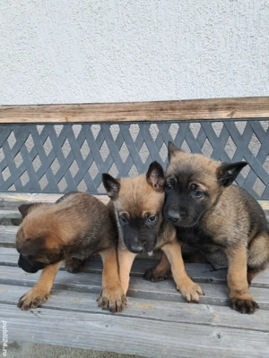 Catei Ciobanesc Belgian Malinois - imagine 2