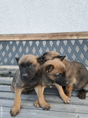 Catei Ciobanesc Belgian Malinois - imagine 3
