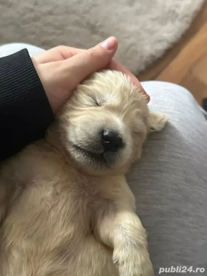 Vând catelusi Golden Retriever din părinți cu pedigree tip A - imagine 3