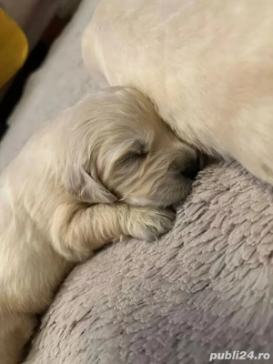 Vând catelusi Golden Retriever din părinți cu pedigree tip A - imagine 2