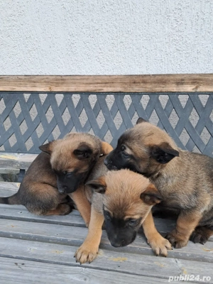 Catei Ciobanesc Malinois - imagine 3
