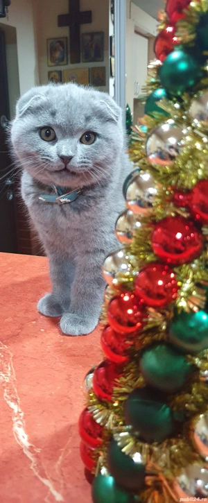 Vine Moș Craciun cu pisoiași drăgălași Scottish Fold  - imagine 3
