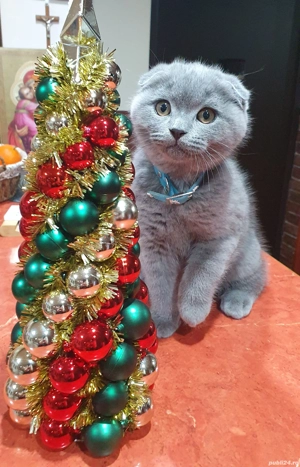 Vine Moș Craciun cu pisoiași drăgălași Scottish Fold  - imagine 5