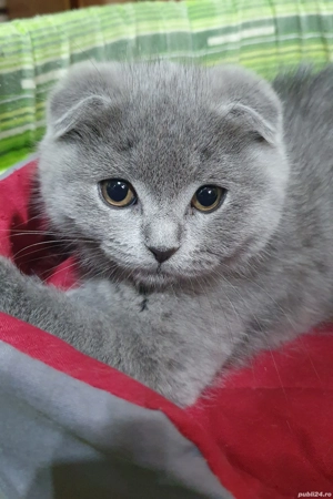 Vine Moș Craciun cu pisoiași drăgălași Scottish Fold  - imagine 4