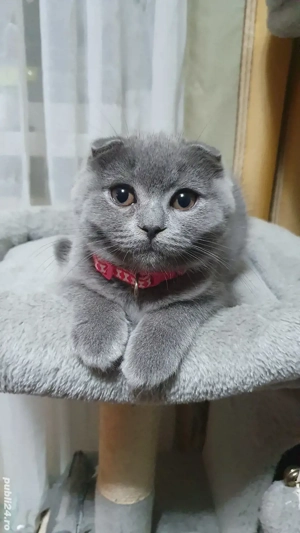 Vine Moș Craciun cu pisoiași drăgălași Scottish Fold  - imagine 2
