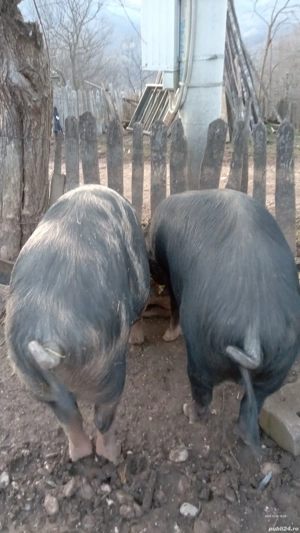 vând porci 