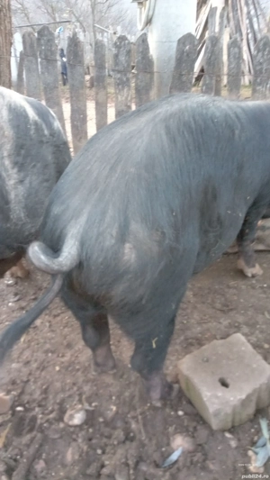 vând porci  - imagine 2