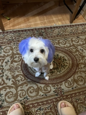 Vând bishon maltez  - imagine 4