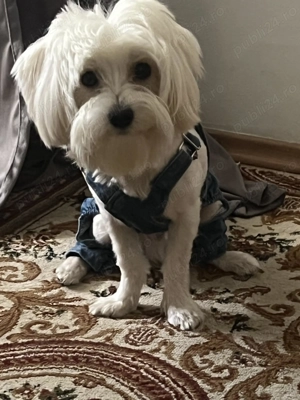 Vând bishon maltez  - imagine 2