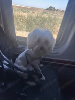 Vând bishon maltez  - imagine 3