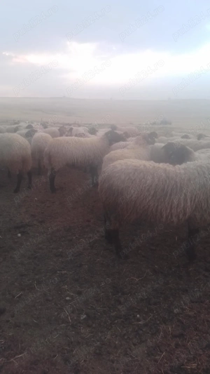 Vând 80 de oii carabase de Teleorman  - imagine 2