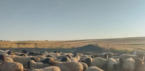 Vând 80 de oii carabase de Teleorman 