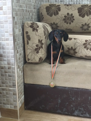 Femelă techel de 8 luni