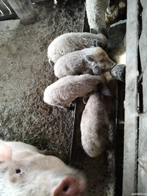 Purcei mangalita  - imagine 4