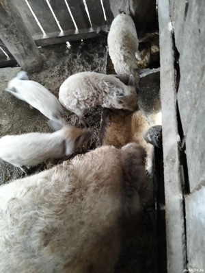 Purcei mangalita  - imagine 2