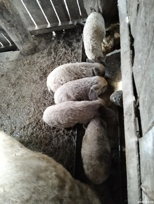 Purcei mangalita  - imagine 3