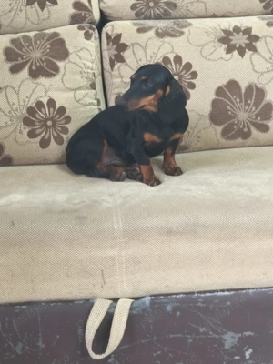 Femelă techel de 8 luin