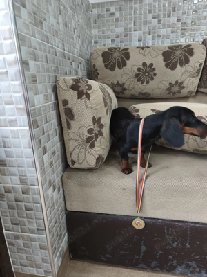 Femelă techel de 8 luin - imagine 4