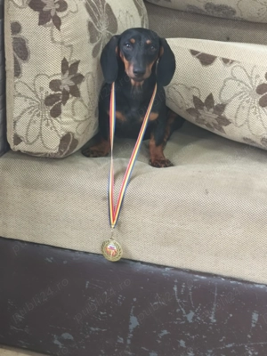 Femelă techel de 8 luin - imagine 5