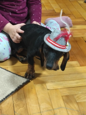 Femelă techel de 8 luin - imagine 2