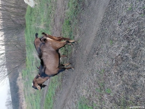 Tap de vanzare anglo-danubian - imagine 2